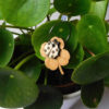 boucle d oreille coccinelle en bois