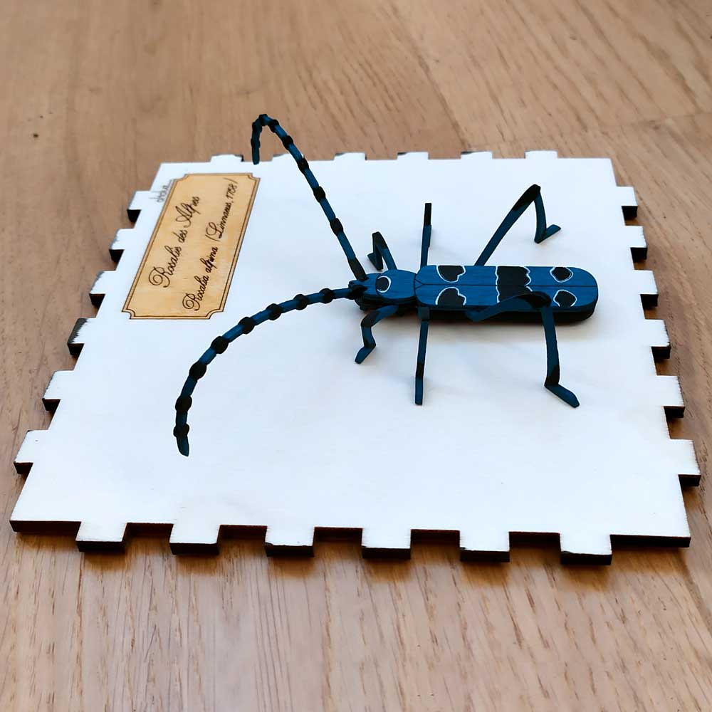 encadrement insecte encadrement insecte